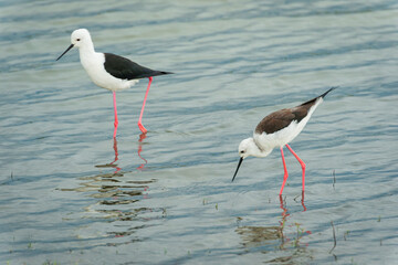 Birds in the National Park Yala, Sri Lanka