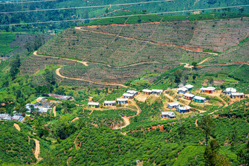 The view of Tea plantation of Sri Lanka