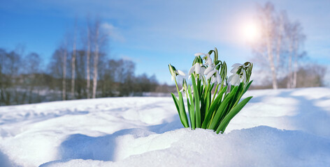 Beautiful white snowdrop flowers growth in snow, spring natural background. early spring season concept. first flowers symbol of the arrival of spring. banner