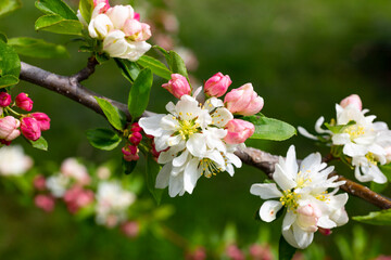close-up branch of apple tree with pink flowers on a background of flowering trees spring time