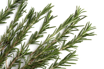 Many branches of rosemary lie on a white background.