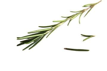 One sprig of rosemary lies on a white isolated background.