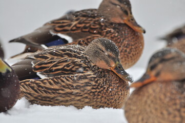 DUCK - A waterfowl with a wide beak, short neck and short, wide-set legs. Wild ducks. Domestic ducks.