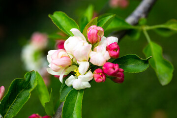 Fototapeta na wymiar close-up branch of apple tree with pink flowers on a background of flowering trees spring time