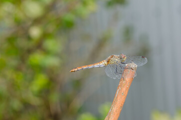Dragonfly sits on a white surface.