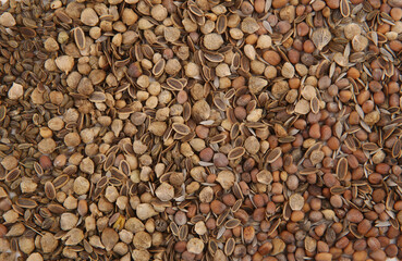 Mixed seeds: parsley, dill, lettuce, radish, spinach background. Various vegetable and herbs seeds.