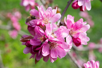 Obraz premium close-up of spring apple blossoms Malus profusion - crabapple pink flowers closeup. Blooming crabapples crab apples, crabtrees or wild apples