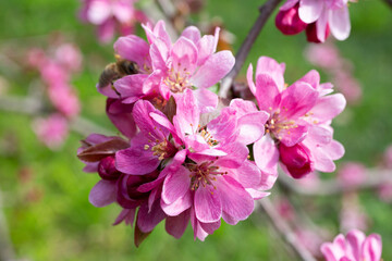 close-up of spring apple blossoms Malus profusion - crabapple pink flowers closeup. Blooming crabapples crab apples, crabtrees or wild apples
