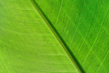 green leaf texture