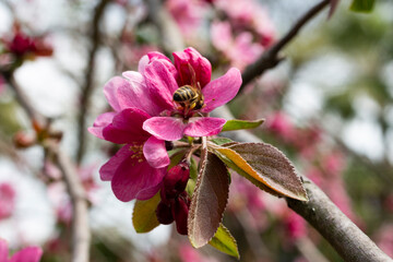 Malus profusion - crabapple pink flowers closeup. Blooming crabapples crab apples, crabtrees or wild apples 