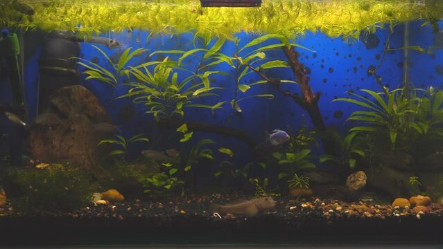Young bream swims in the aquarium. Freshwater river fish in an aquarium. Selective focus