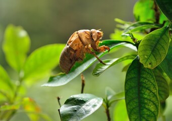 Cicadas shells on leaves