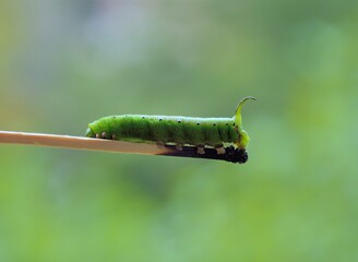 green caterpillar on a leaf
