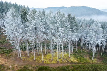 Une forêt de sapins givrés dans le Morvan en Bourgogne