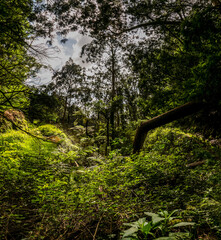 Fototapeta premium Madeira - Santo Da Serra 