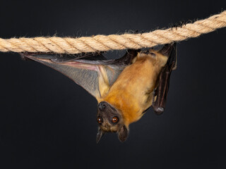 Young adult flying fox, fruit bat aka Megabat or chiroptera, hanging on sisal rope facing front side with one wing spread. Looking to camera. Isolated on black background.