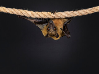 Young adult flying fox, fruit bat aka Megabat or chiroptera, hanging on sisal rope facing front side. Looking  straight to camera. Isolated on black background.