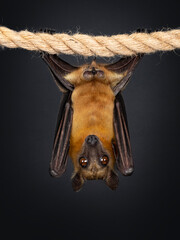 Young adult flying fox, fruit bat aka Megabat or chiroptera, hanging on sisal rope facing front side. Looking straight into lens. Isolated on black background.