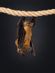 Young adult flying fox, fruit bat aka Megabat or chiroptera, hanging on sisal rope facing side ways. Looking to the side away from camera. Isolated on black background.