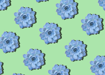 Succulent on a bright background. Seamless pattern with succulent.