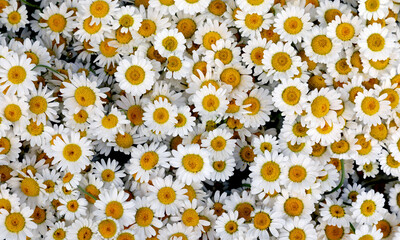 &Ccedil;exitli renklerde &ccedil;i&ccedil;ekler