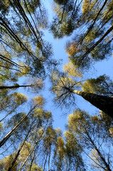 Birkenwald im Herbst