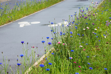 Bicycle lane bordered by wildflowers. Environment friendly cycling infrastructure in city. France ....