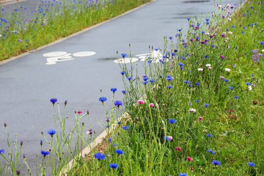 Bicycle lane bordered by wildflowers. Environment friendly cycling infrastructure in city. France . Selective focus.