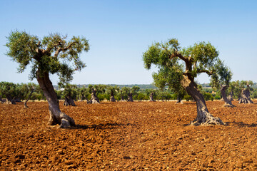 Rural landscape on Apulia between Polignano a Mare and Alberobello
