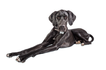 Great Dane dog portrait, one of the largest breeds in the world