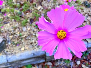 ピンク色の秋桜（コスモス）の花が咲き乱れる和歌山県有田市の観光地、鷲ヶ峰コスモスパークの花畑の秋の風景（コピースペースあり）