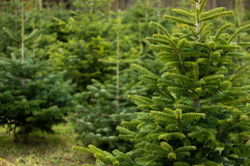 Christmas fir pine tree growing in a nursery near forest. Close up shot, shallow depth of field, no people - obrazy, fototapety, plakaty