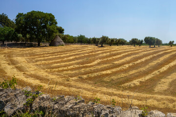 Fototapeta na wymiar Rural landscape on Apulia between Alberobello and Locorotondo