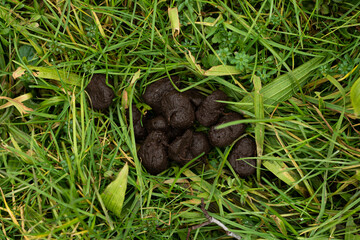 Wildlife round feces on the grass in the forest. Close up shot, top view, no people