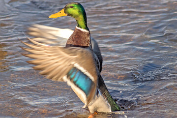 Obraz premium Mallard drake above the surface of river water in a vertical pose. 