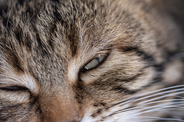 Grey tabby cat close up