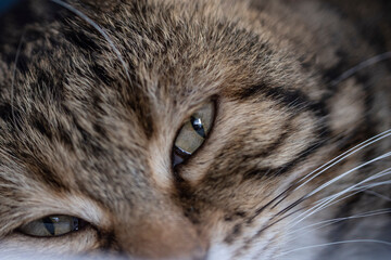Grey tabby cat close up
