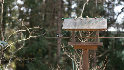 Bird feeder house