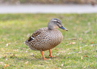 Eine einzelne Stockente spaziert über eine grüne Wiese mit einem Weg im Hintergrund
