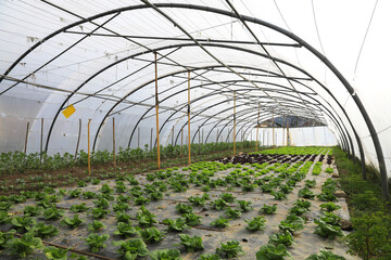 invernadero agricultura interior plástico país vasco euskadi 4M0A2995-as22
