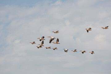 Flock of pink pelicans in the sky