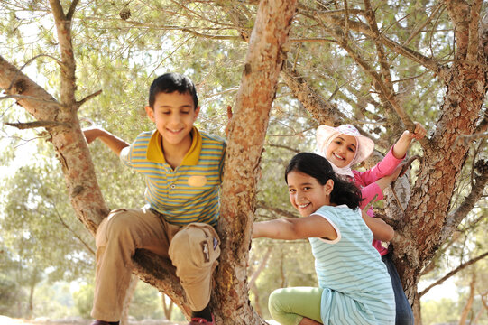 Children playing and climbing the tree, nice photos
