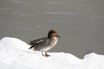 A male Eurasian teal stands in the snow on the shore of a lake