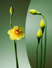 yellow narcissus flower and buds on a green background, abstract composition of two images, studio shot.