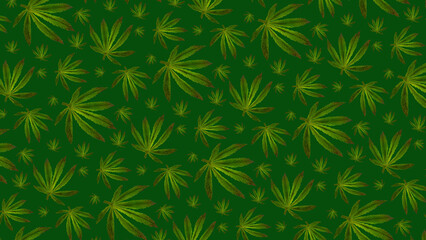 Pattern of cannabis leaves against a green background. Fresh hemp leaves grown on plantation Marijuana for medical or cosmetic needs. Hemp oil and Green leaves of medicinal cannabis