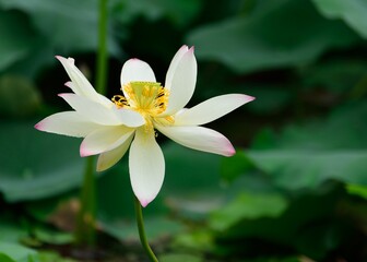 white lotus flower in the pond