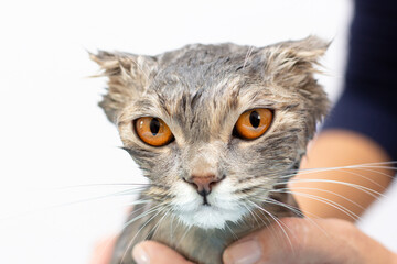 Wet cat after a shower or a bath
