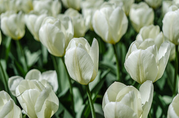 White tulips in a tulip field near Amsterdam