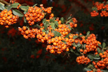 red and yellow flower