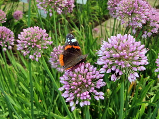 butterfly on a flower